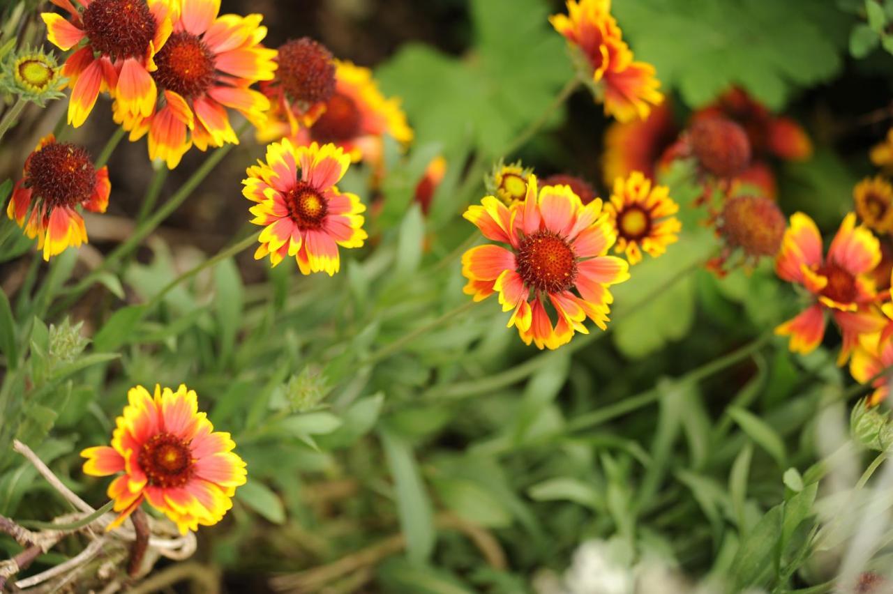 Bed and Breakfast Rose Farm Гонитон Экстерьер фото