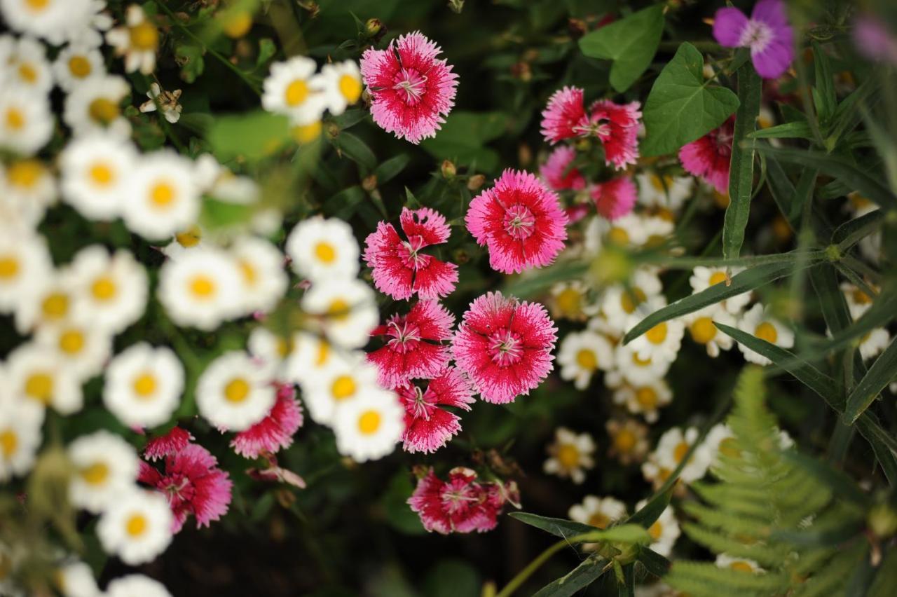Bed and Breakfast Rose Farm Гонитон Экстерьер фото