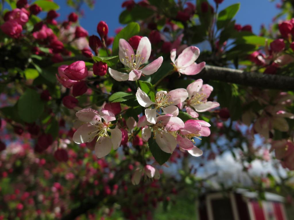 Bed and Breakfast Rose Farm Гонитон Экстерьер фото