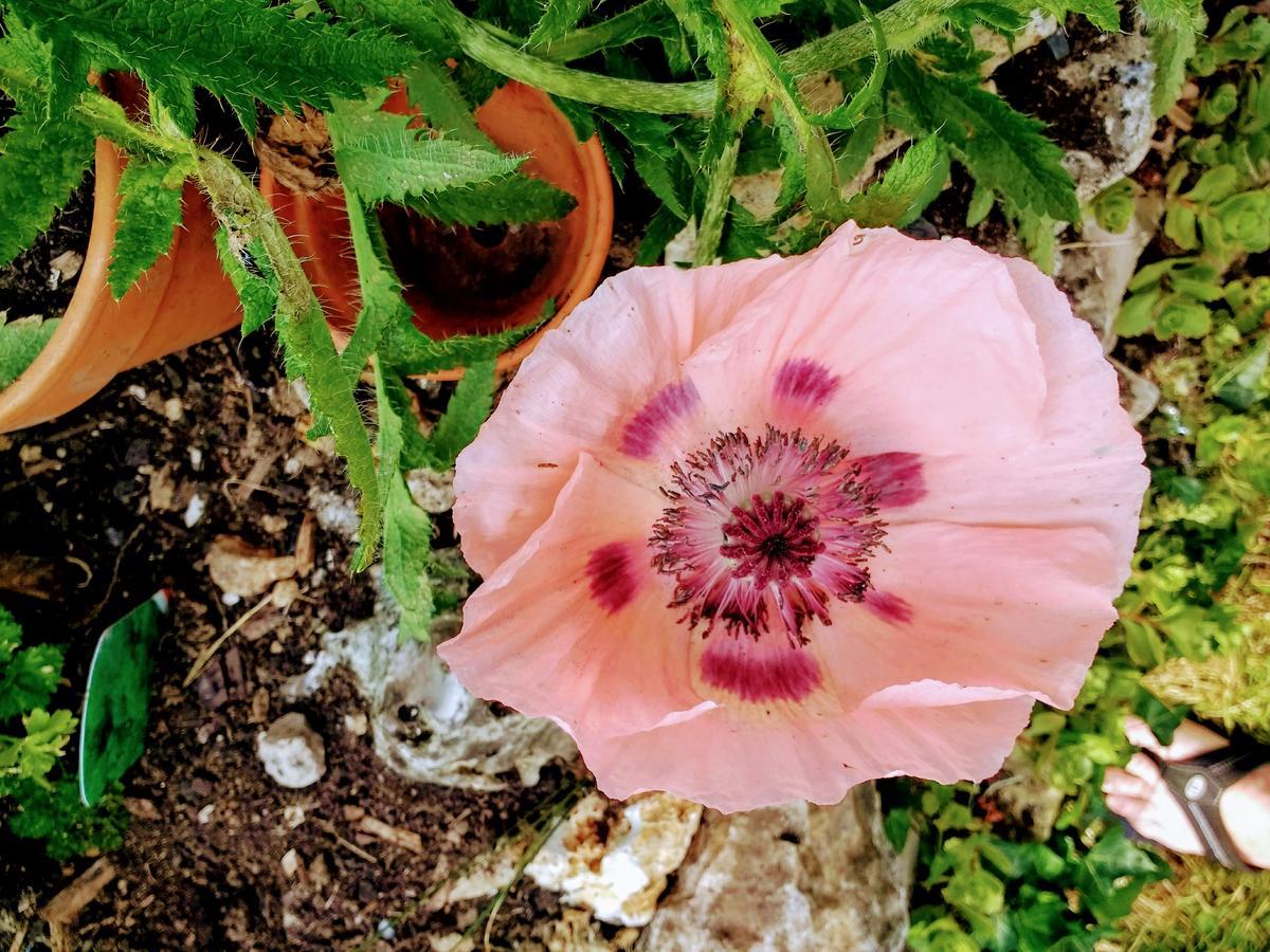 Bed and Breakfast Rose Farm Гонитон Экстерьер фото